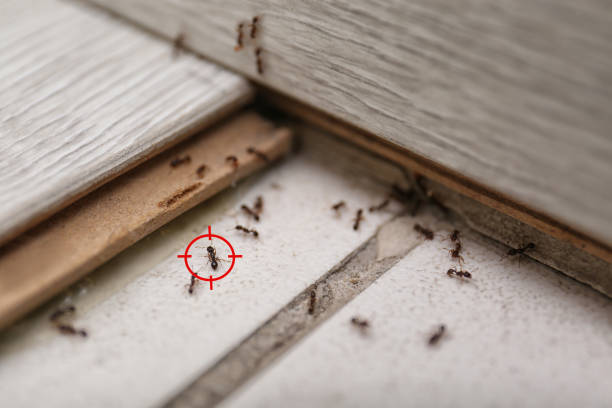 Spider Control Near Me in Ocean Shores, WA
