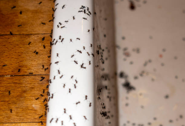 Best Flea Control Services  in Ocean Shores, WA
