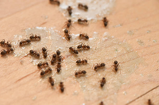 Best Mosquito Control Services  in Ocean Shores, WA