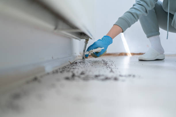 Reliable Ocean Shores, WA Pest Control Solutions